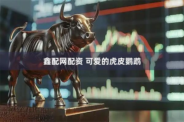 鑫配网配资 可爱的虎皮鹦鹉